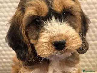 Cockapoo dogs Stunning F1 Cockapoo puppys - Advert 1