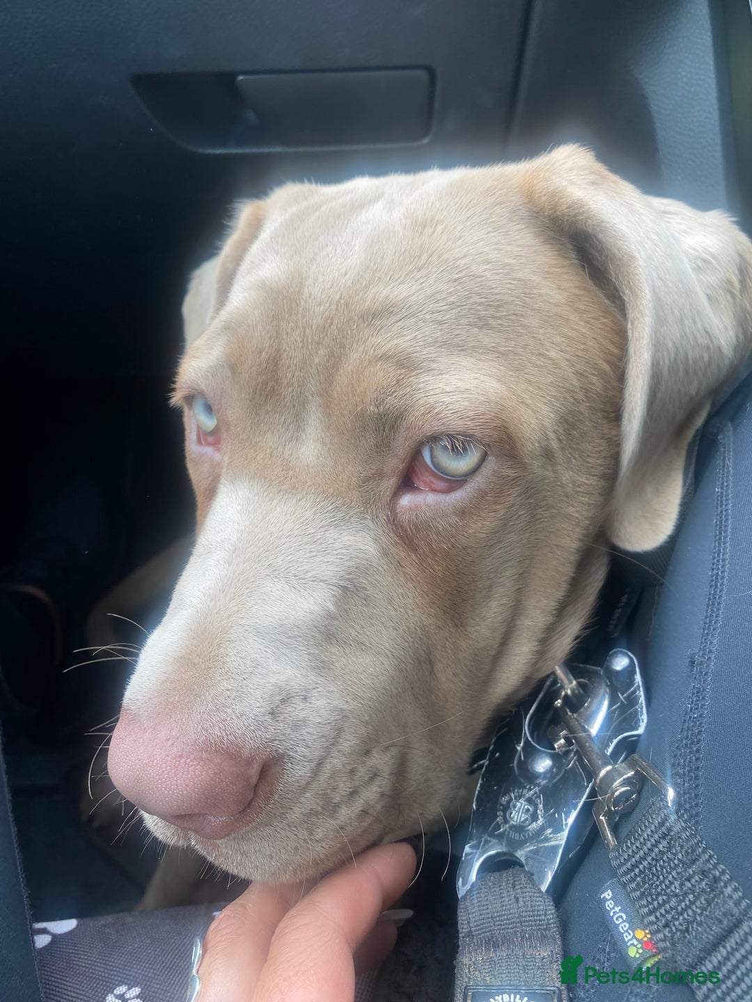 Cane Corso dogs for sale: Cane corso female  - Image 3