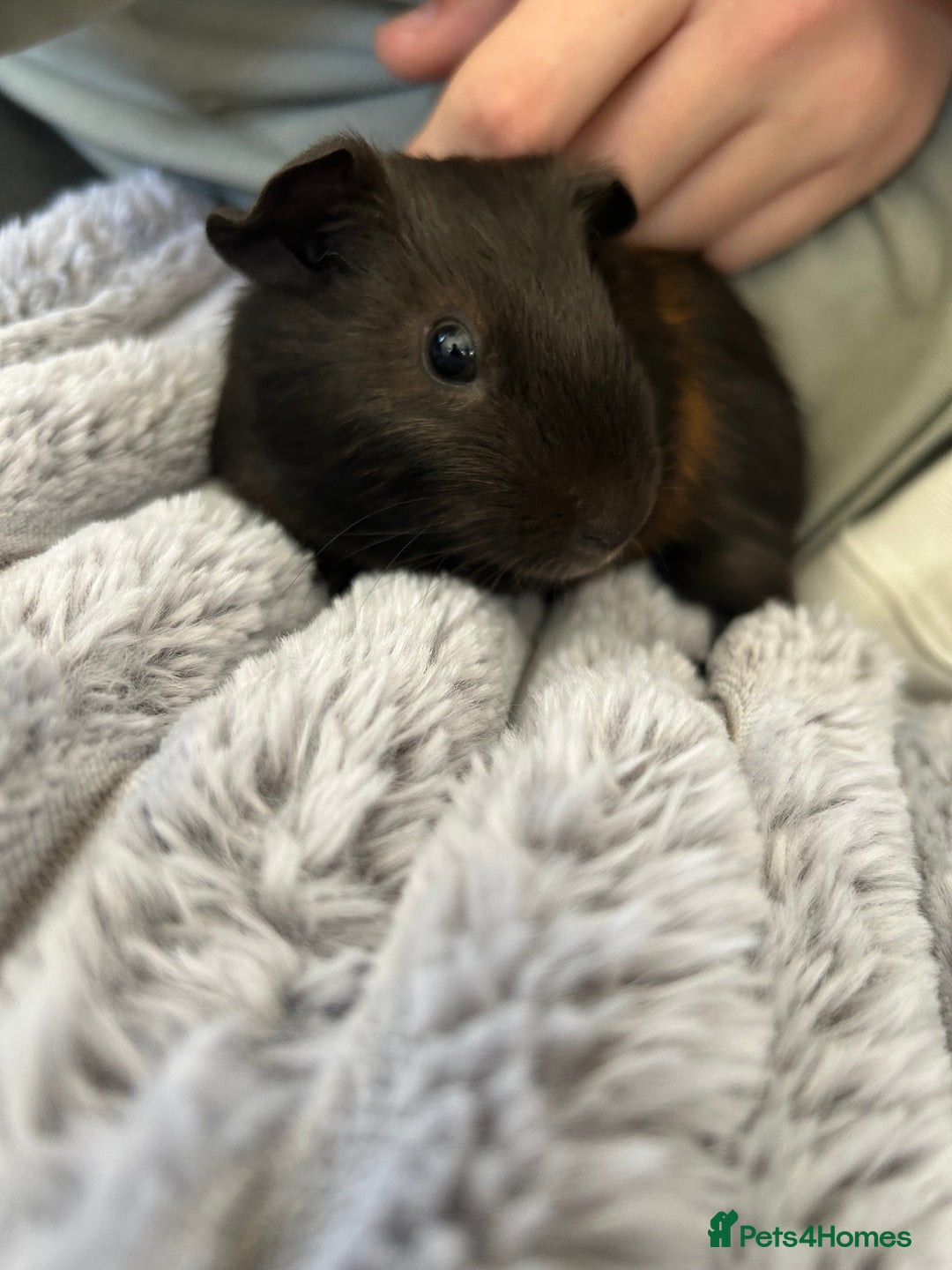Guinea Pig rodents for sale: Male guinea pig and cage  - Image 3