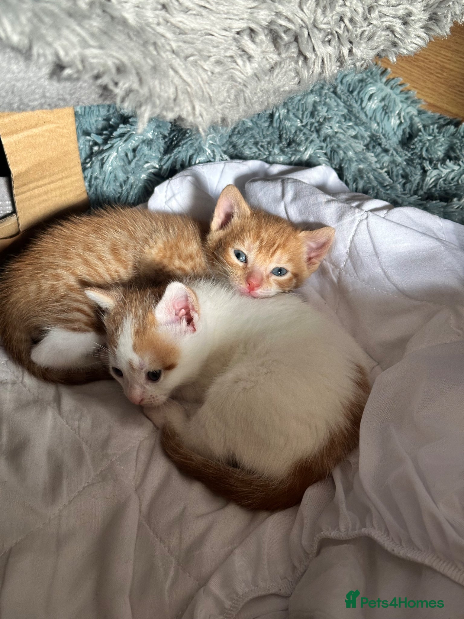 Mixed Breed cats Two male mixed breed kittens available  - Advert 1