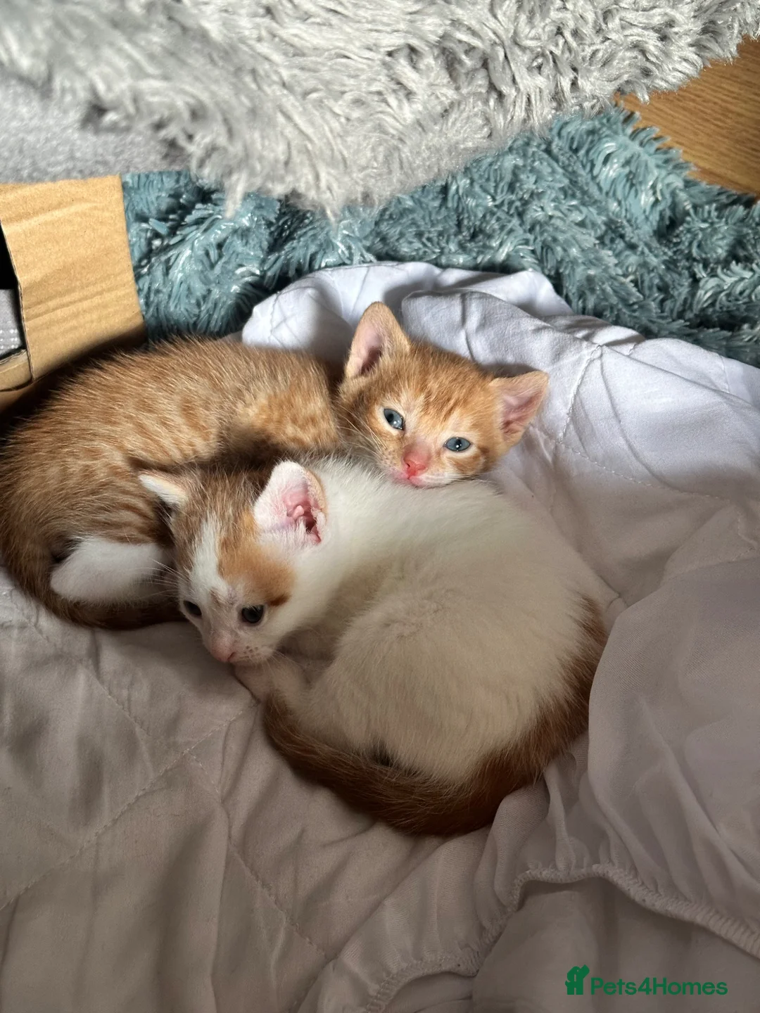Mixed Breed cats for sale: Two male mixed breed kittens available  in Bolton - Advert 1