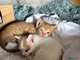 Mixed Breed cats Two male mixed breed kittens available - Advert 1