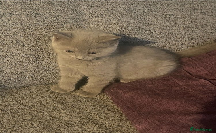 Ragdoll cats - Advert 1