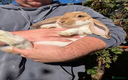 French Lop rabbits for sale: Beautiful French lops  - Image 4