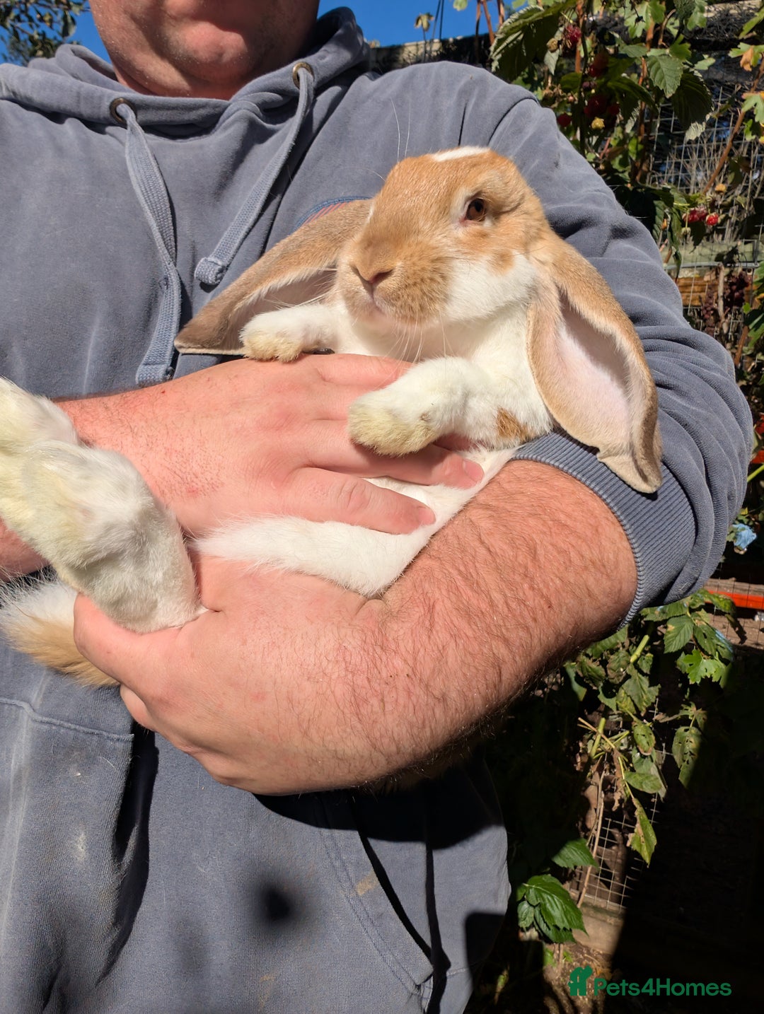 French Lop rabbits for sale: Beautiful French lops  - Image 4