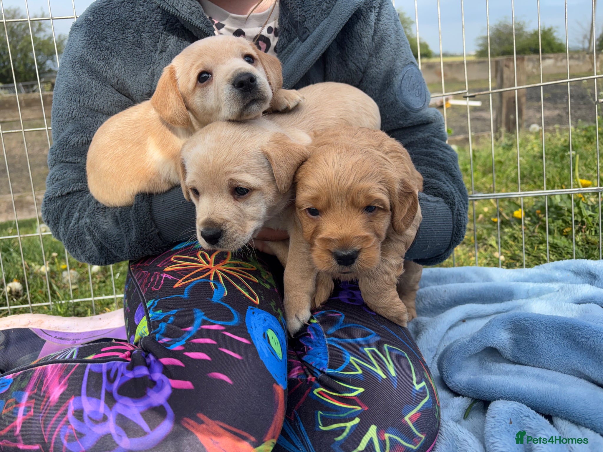 Mixed Breed dogs Cairnnoodle Puppies  - Advert 1