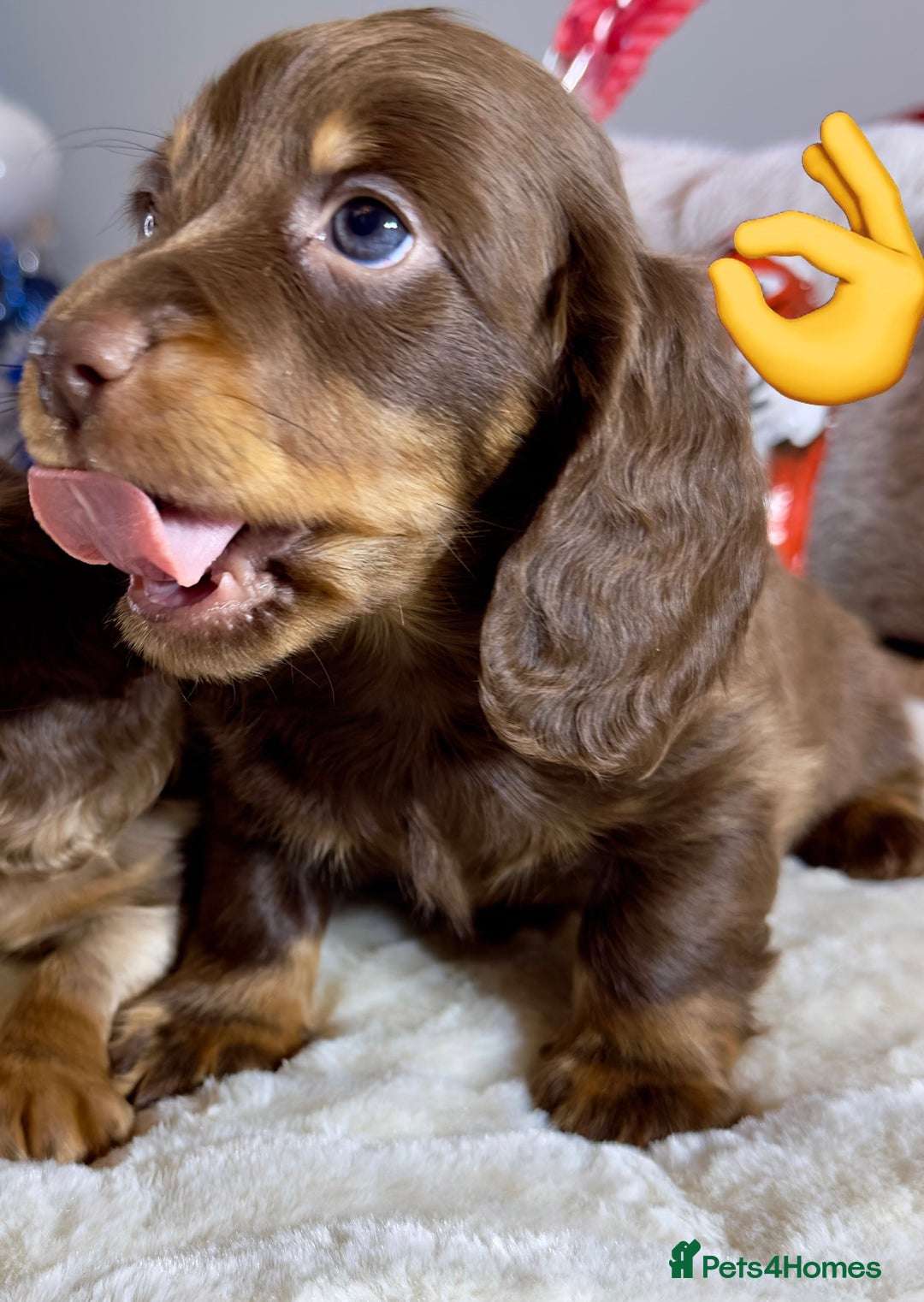 Miniature Dachshund dogs for sale: Dachshund miniature long hair - Advert 15