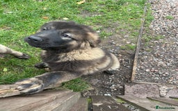 Caucasian Shepherd Dog dogs for sale: Beautiful girls of Caucasian Shepard  - Image 6