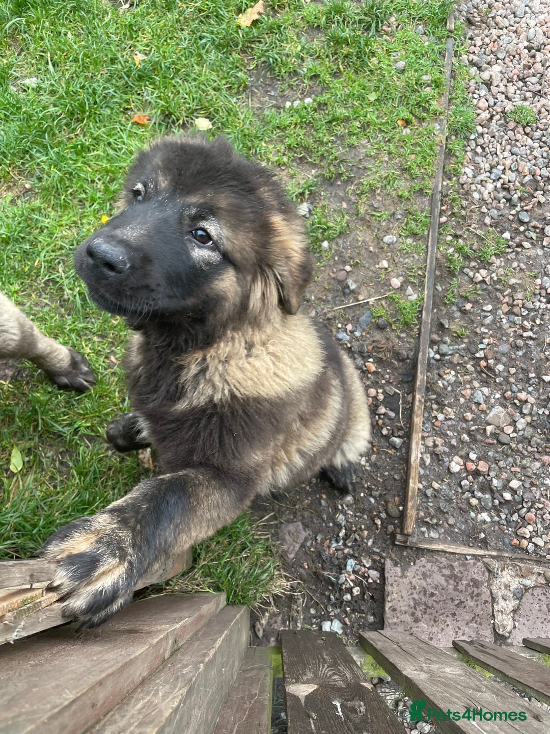 Caucasian Shepherd Dog dogs for sale: Beautiful girls of Caucasian Shepard  - Image 6