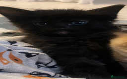 Mixed Breed cats for sale: Two gorgeous kittens looking for a loving home  - Image 14