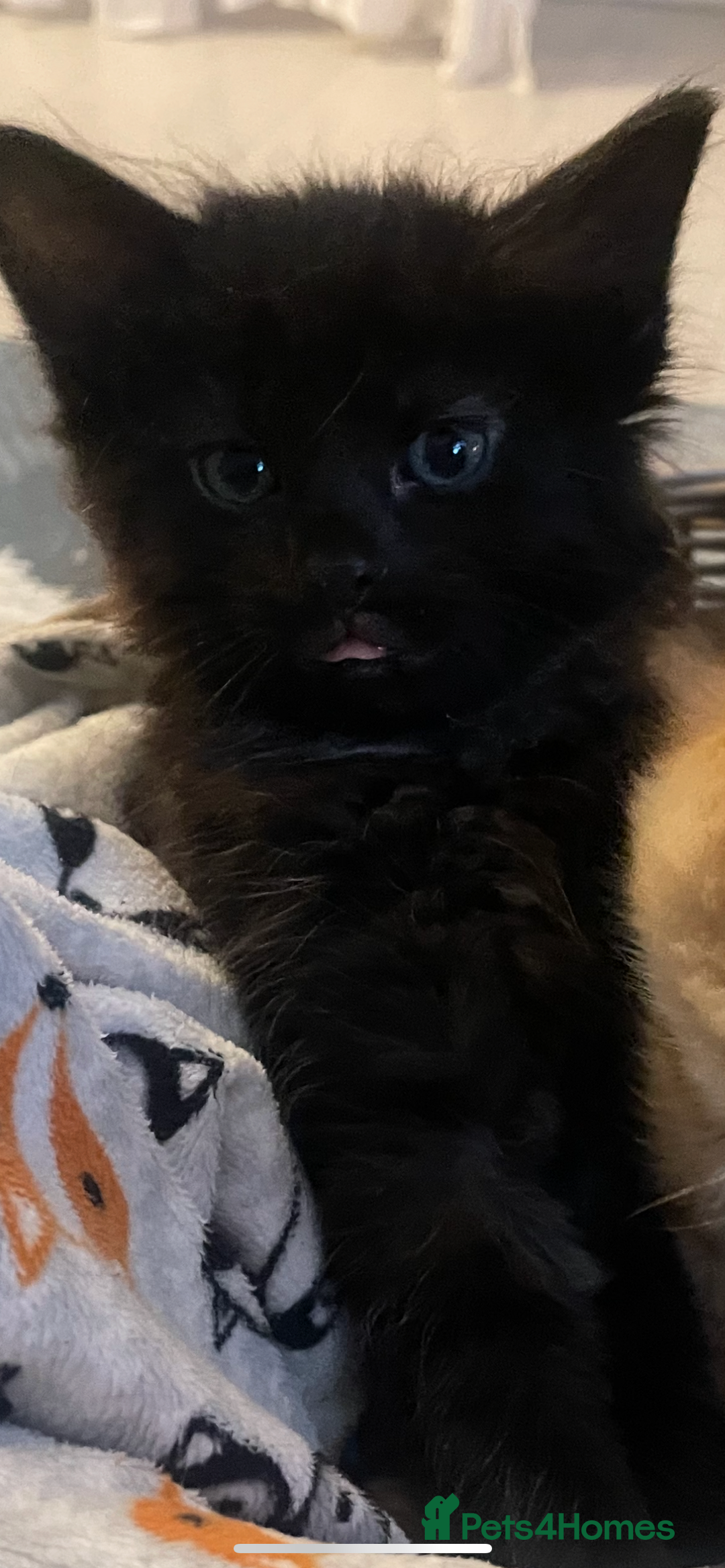 Mixed Breed cats for sale: Two gorgeous kittens looking for a loving home  - Image 14