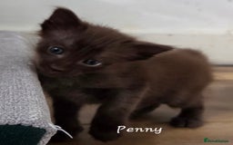 Oriental cats for sale: Beautiful GCCF registered Oriental Longhair girls - Image 10