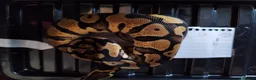 Python Snake reptiles for sale: Cb royal pythons  - Advert 16
