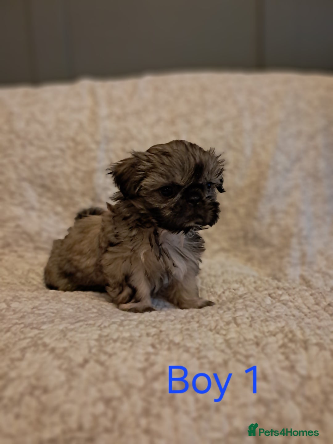 Shih Tzu dogs for sale: Pedigree Imperial Shih tzu puppies - Image 2