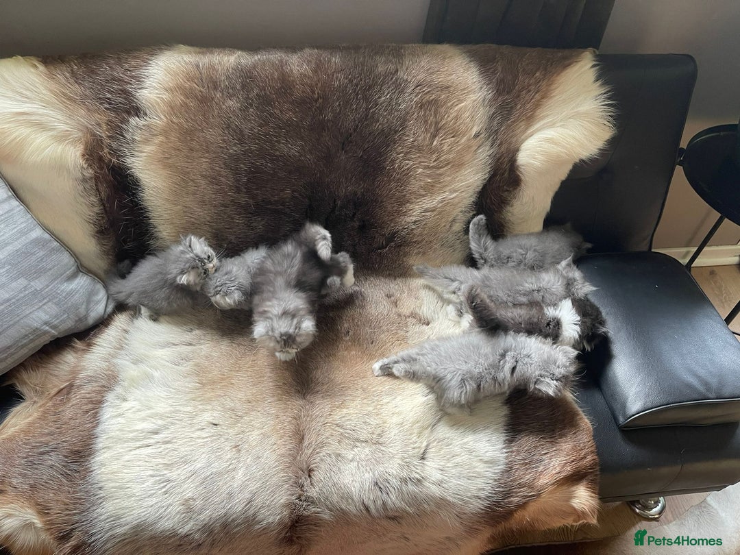 Persian cats for sale: Beautiful fluffy kittens very affectionate  - Image 21
