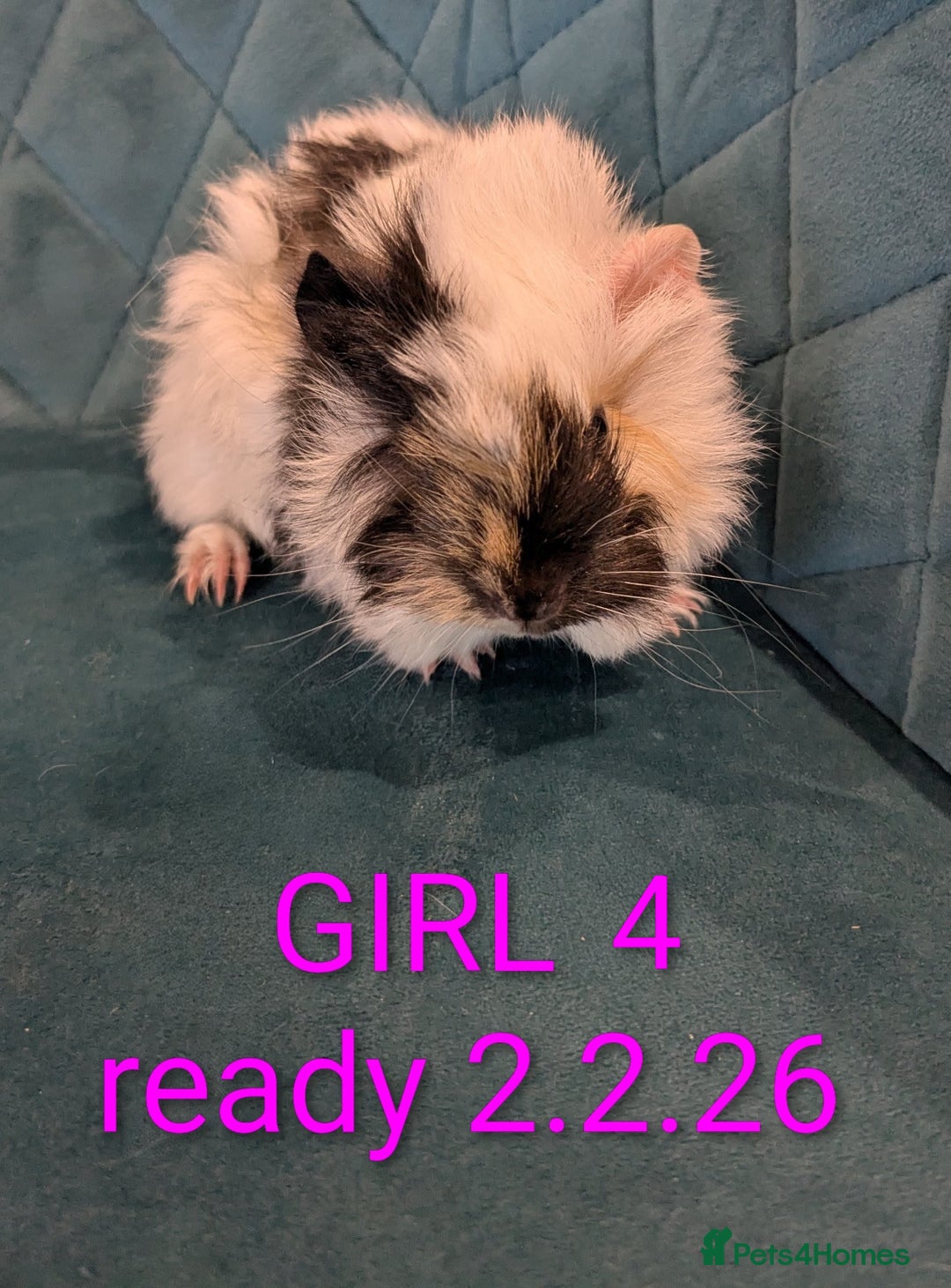 Guinea Pig rodents for sale: GUINEA PIGS ROR SALE - Advert 6