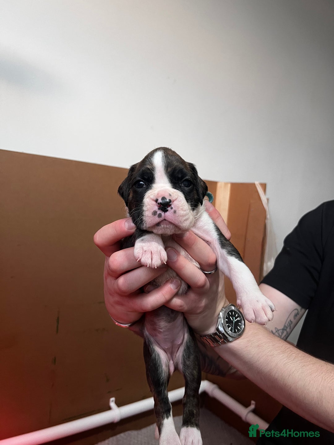 Boxer dogs for sale: Boxer Puppies UPDATED PHOTOS  - Advert 15