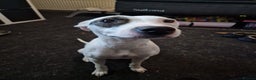 Mixed Breed dogs for sale: Staffy-Lurcher CROSS Border Collie  - Advert 2