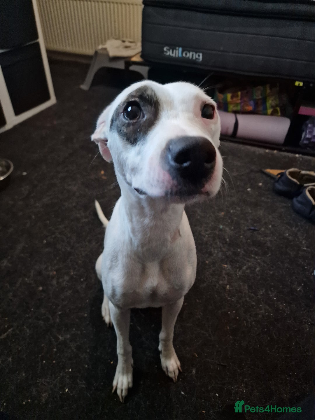 Mixed Breed dogs for sale: Staffy-Lurcher CROSS Border Collie  - Advert 2