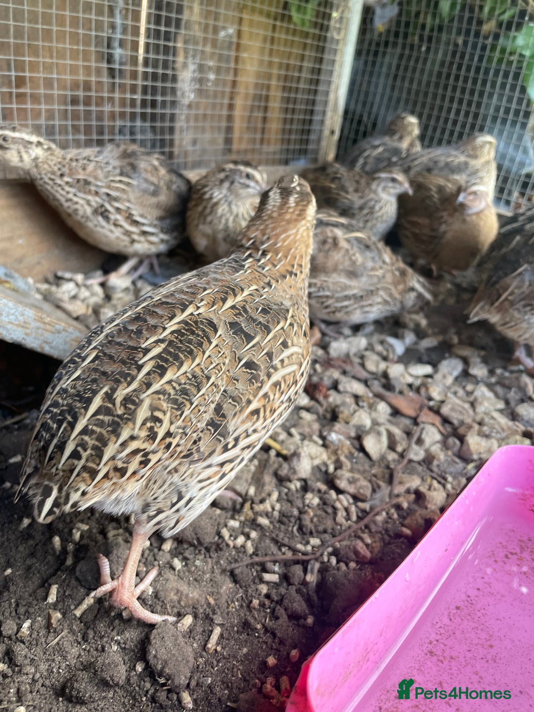 Quail poultry for sale: Male and female Coturnix quails  - Image 3