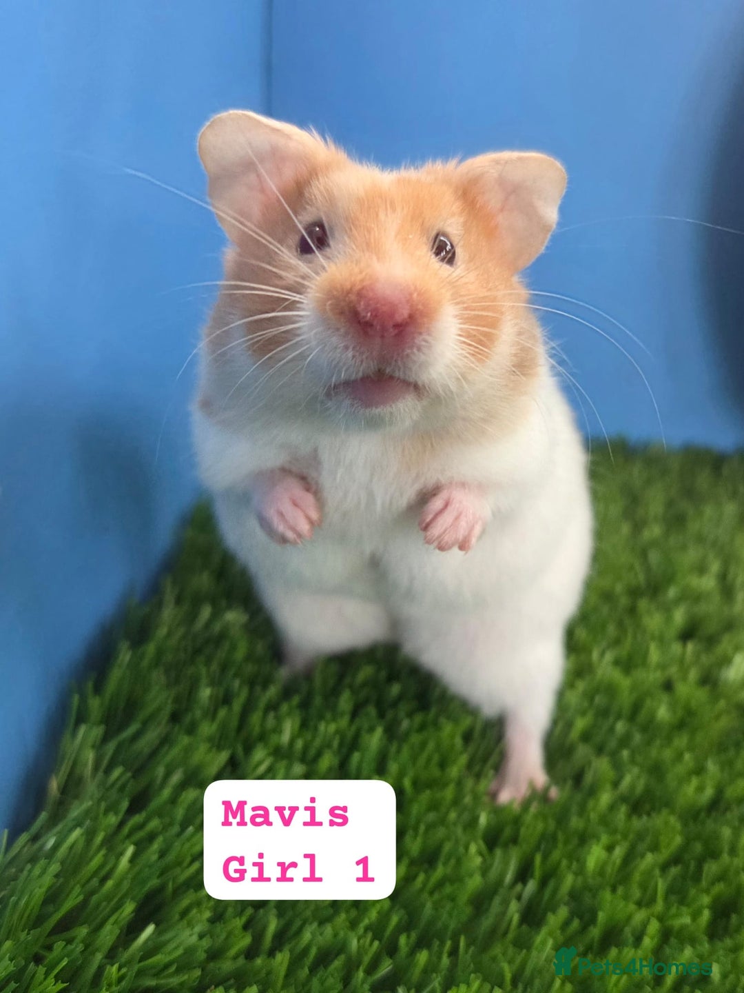 Hamster rodents for sale: Baby Syrian Hamsters Female Girl Pedigree  - Advert 2