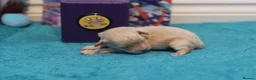 Maltipoo dogs for sale: 4 Apriciot F1 Maltipoo Puppies - Advert 11