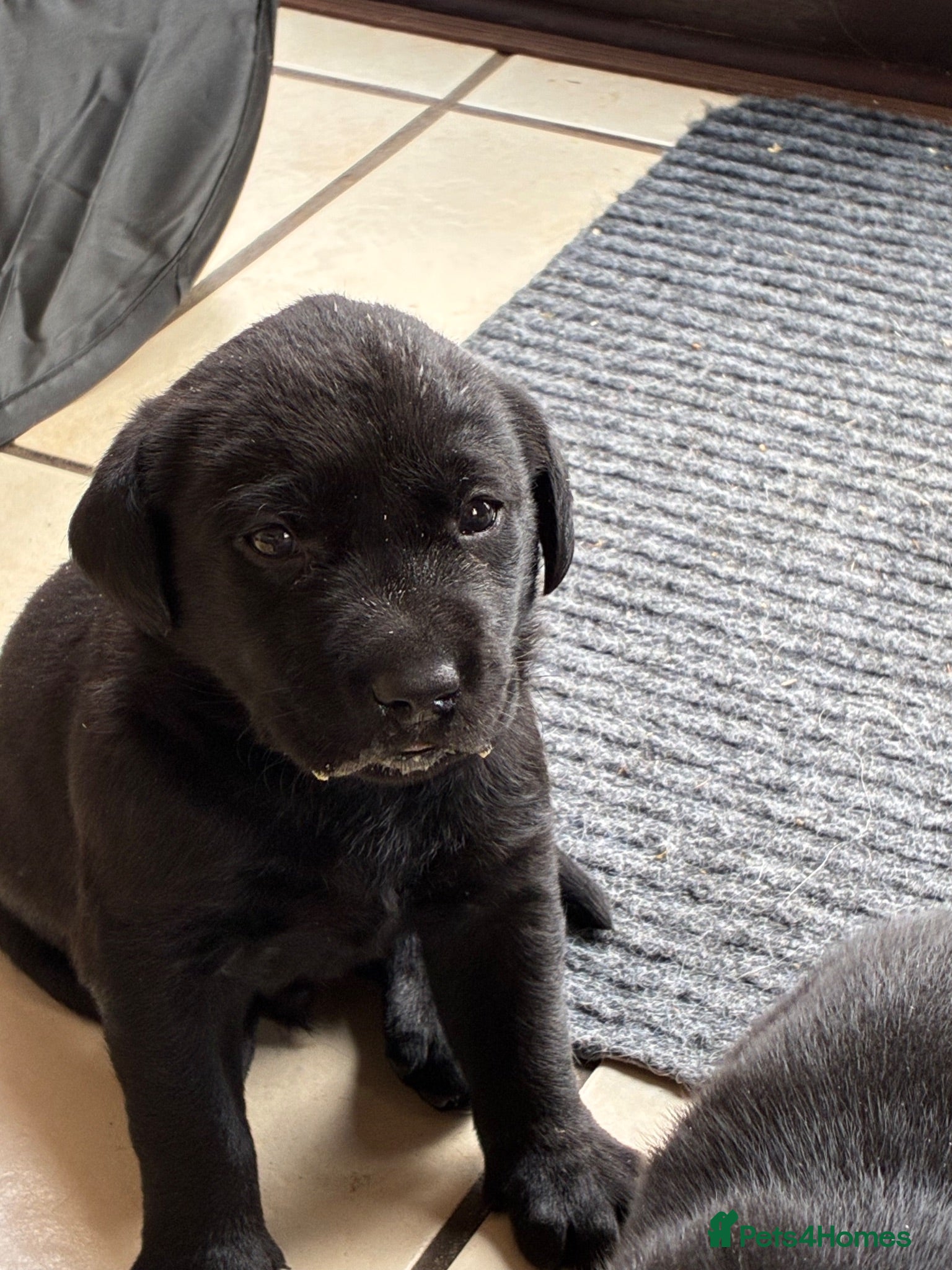 Labrador Retriever dogs Kc registered Labrador puppies - Advert 10