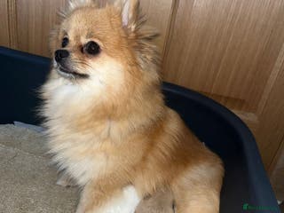 Pomeranian dogs Pomeranian Pups - Advert 1