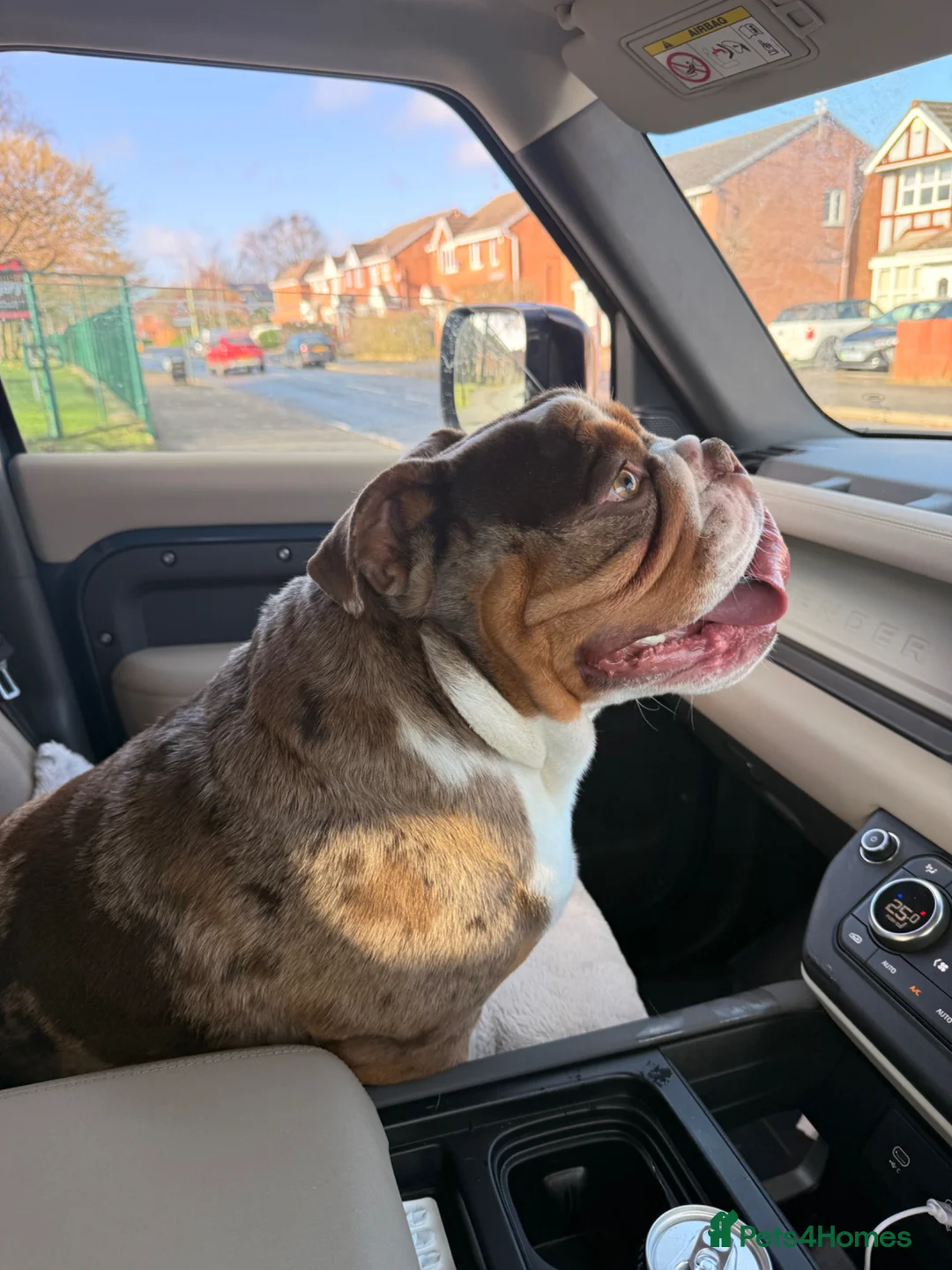 English Bulldog dogs for sale: 100% pedigree English bulldog in Middlesbrough - Advert 6