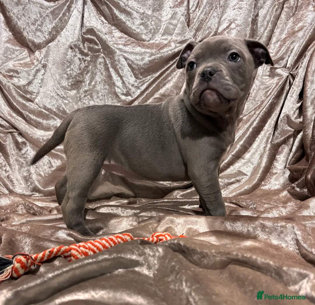Staffordshire Bull Terrier dogs for sale: Blue Staffordshire bull terrier puppies  - Advert 6