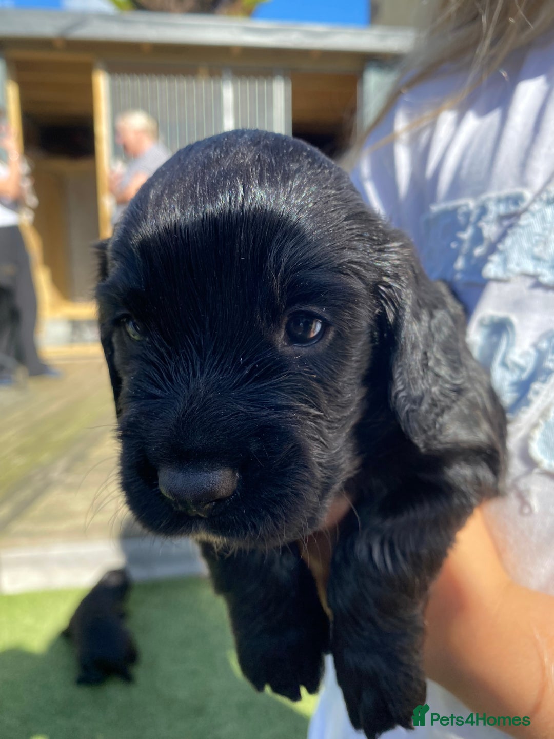 Cocker Spaniel dogs for sale: Beautiful working Cocker spaniel puppies  - Image 1