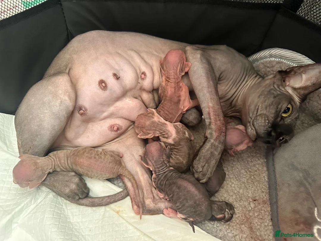 Sphynx cats for stud: **STUD Proven Red elf sphynx ** - Advert 10