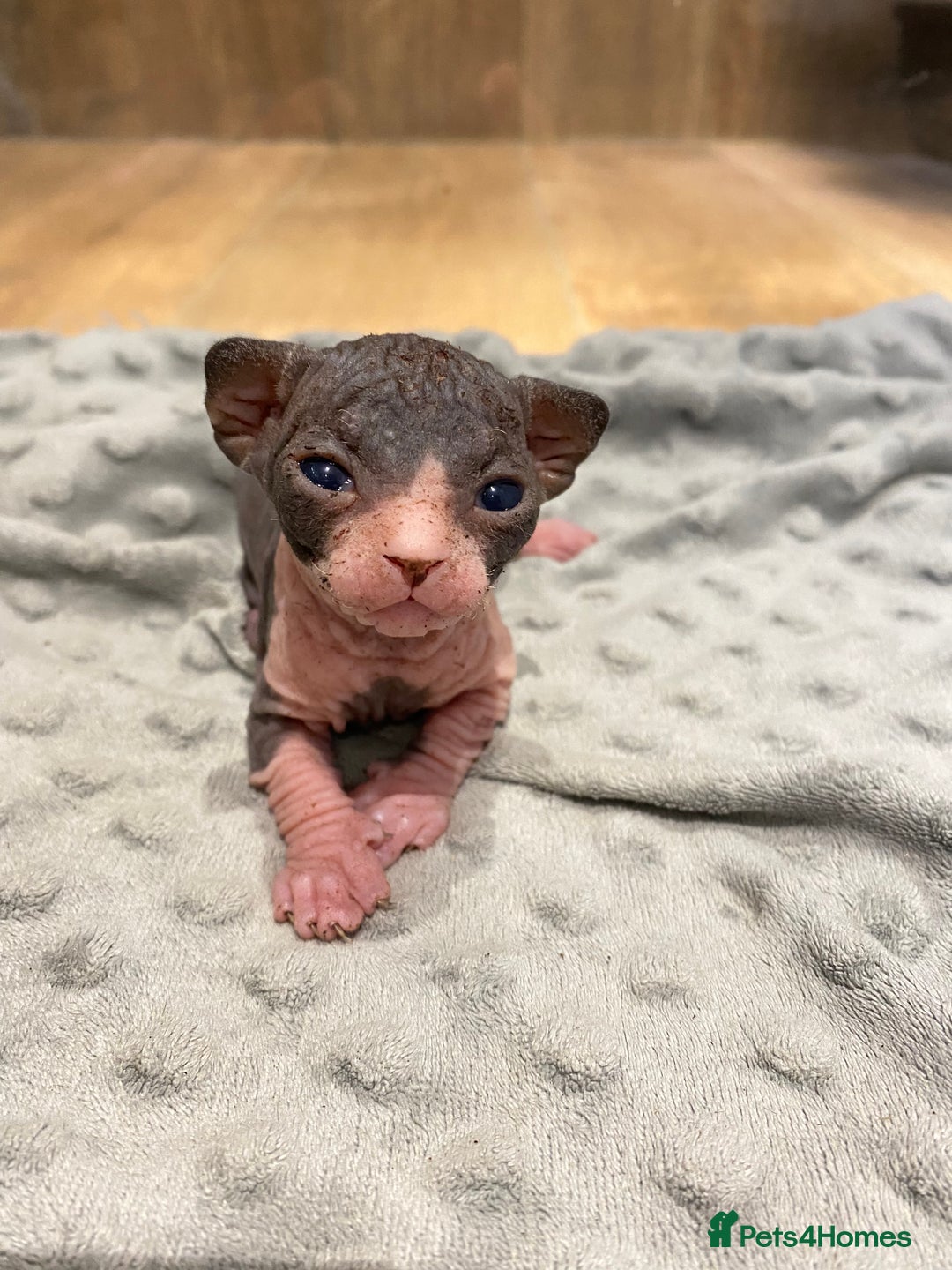 Sphynx cats for sale: Kittens sphinx Canadian  - Image 8