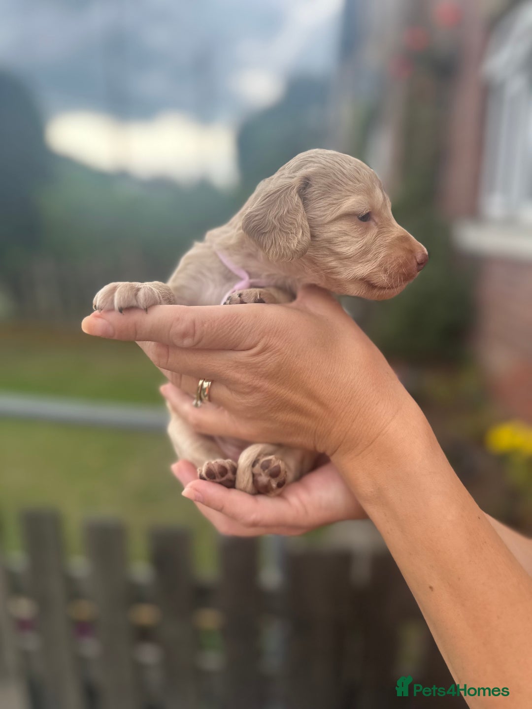 Cockapoo dogs for sale: Stunning f1b cockapoo puppies!!  - Image 23