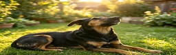 Mixed Breed dogs for adoption: CRISTI - A Lovely Survivor for a Loving Home in Nottingham - Advert 1