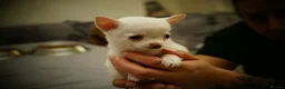 Chihuahua dogs for sale: Cute apple head chihuahua for sale  - Advert 9