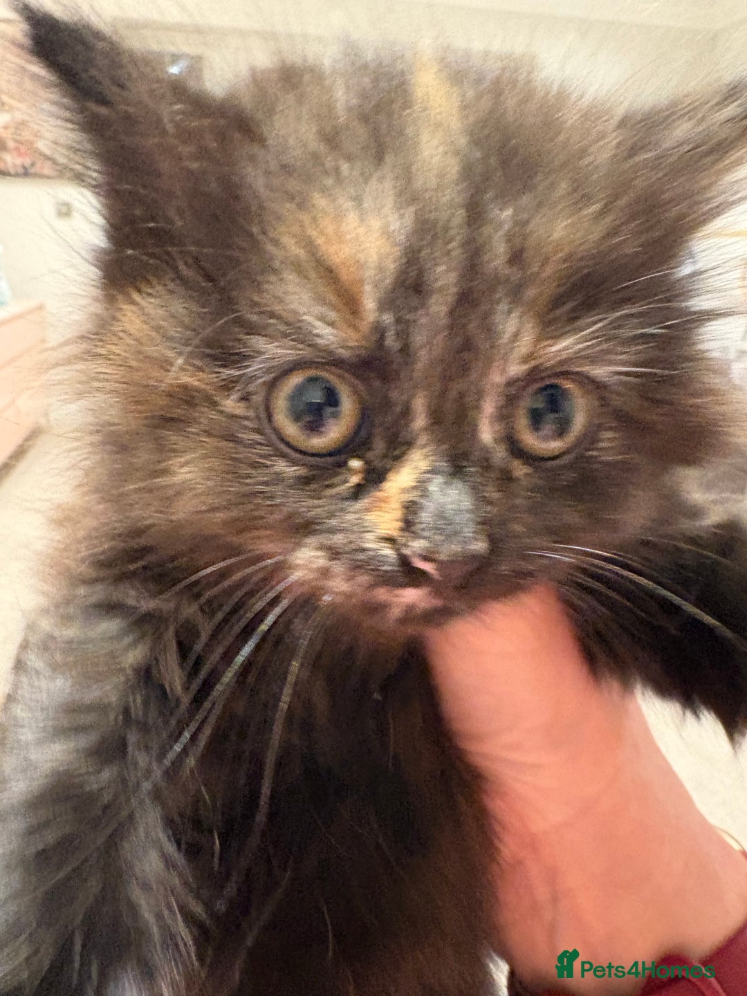 Mixed Breed cats for sale: Quarter Persian kittens  - Advert 12