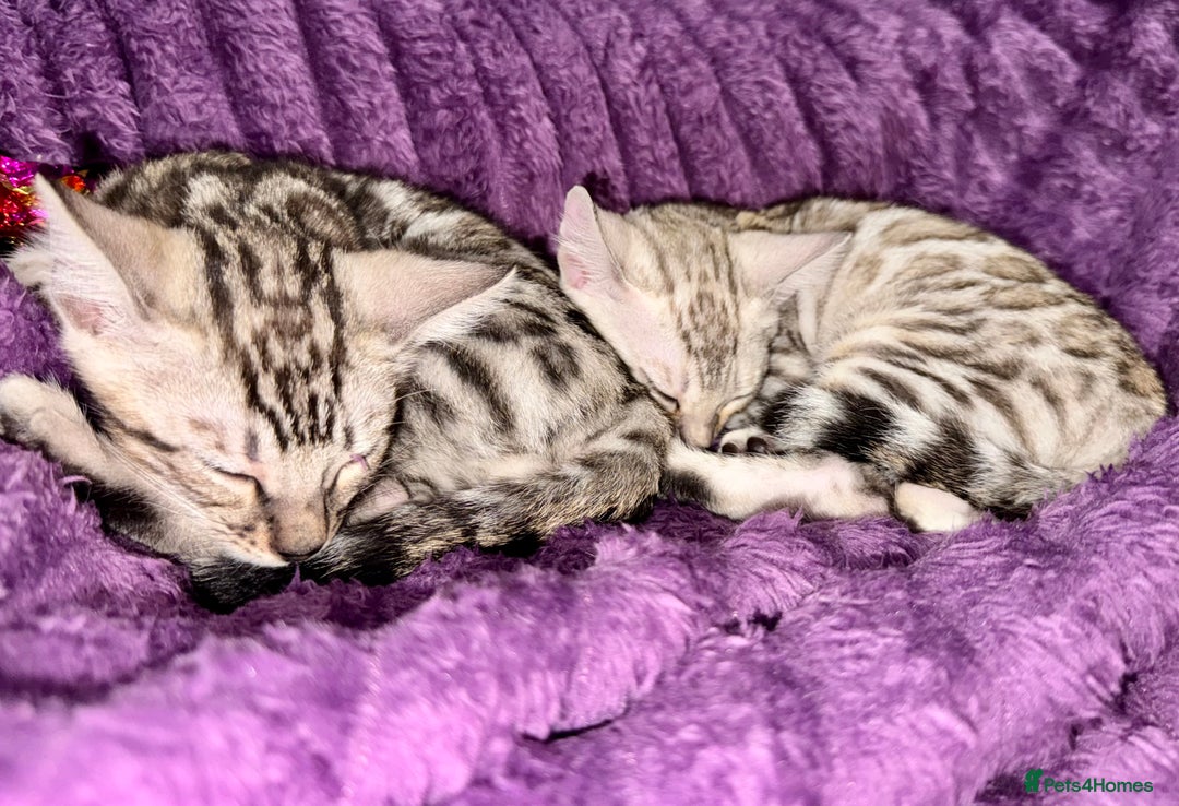 Bengal cats for sale: TICA Silver Bengal kittens - Advert 2