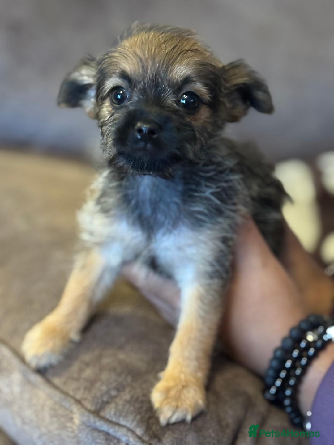 Pomapoo dogs for sale: 4 Beautiful, Friendly, Lovable little puppies for - Advert 3