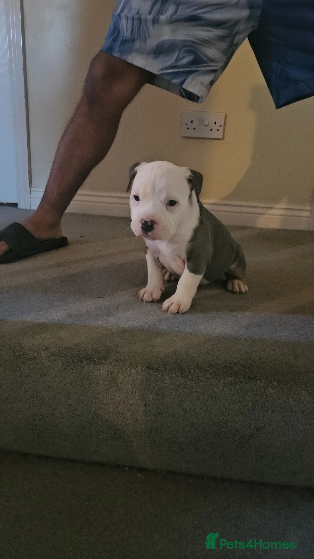 American Bully dogs for sale: 3 Females all Tri  - Advert 6