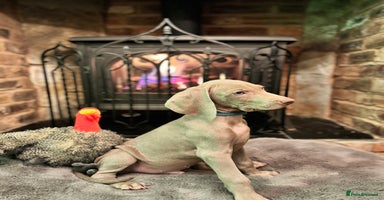 Weimaraner dogs 🐶🐾Adorable KC Registered Weimaraner Puppies🐶🐾 - Advert 3