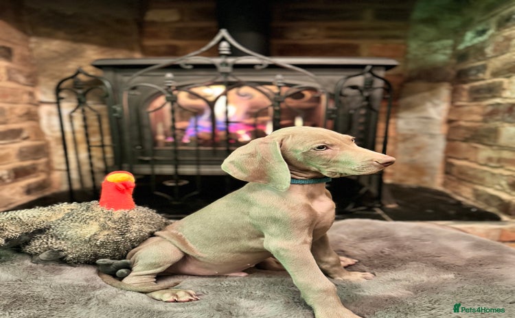 Weimaraner dogs 🐶🐾Adorable KC Registered Weimaraner Puppies🐶🐾 - Advert 8