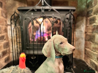 Weimaraner dogs 🐶🐾Adorable KC Registered Weimaraner Puppies🐶🐾 - Advert 2