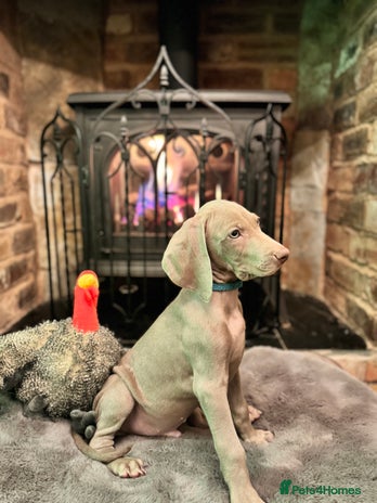 Weimaraner dogs 🐶🐾Adorable KC Registered Weimaraner Puppies🐶🐾 - Advert 2