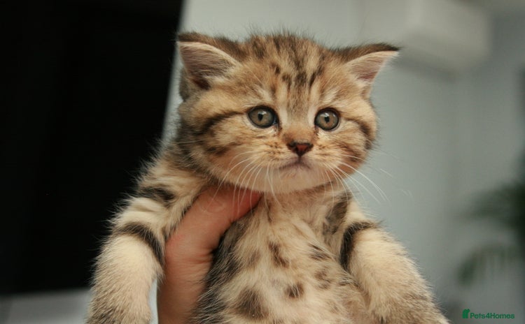 British Shorthair cats in Feltham - Advert 4