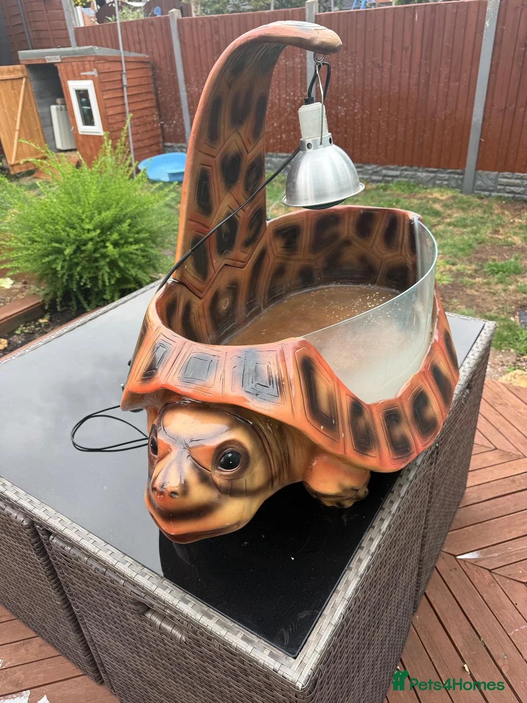 Hermann Tortoise reptiles for sale: 3 year old Hermann’s Tortoises in Birmingham - Advert 13