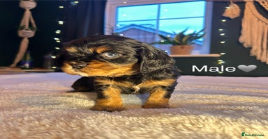 Cavalier King Charles Spaniel dogs 🫶🏻 Cavalier King Charles 🐶 - Advert 2