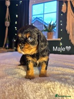 Cavalier King Charles Spaniel dogs 🫶🏻 Cavalier King Charles 🐶 - Advert 2