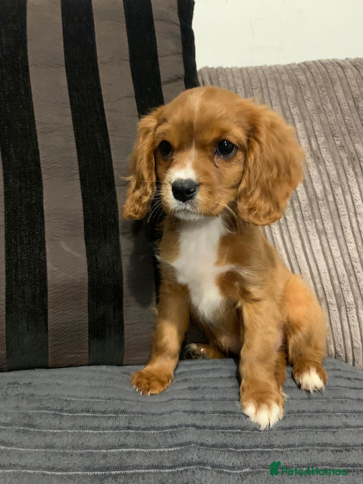 Cavalier King Charles Spaniel dogs Chocolate carriers kc  - Advert 1