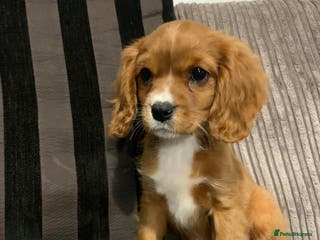 Cavalier King Charles Spaniel dogs Chocolate carriers kc - Advert 2